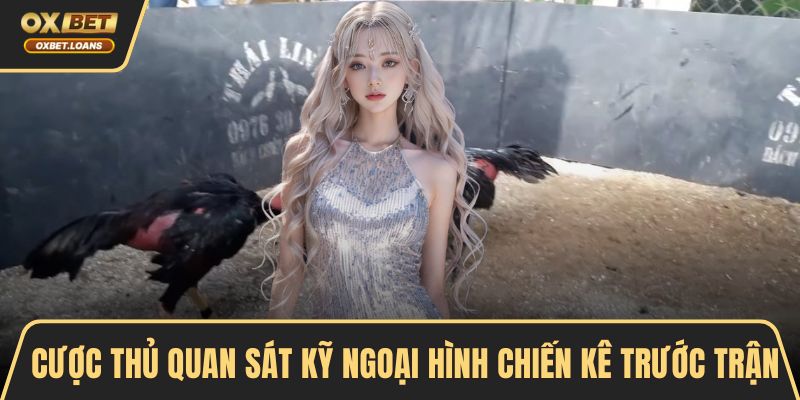 Cược thủ quan sát kỹ ngoại hình chiến kê trước trận