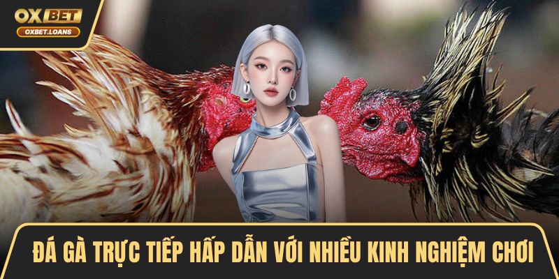 Đá gà trực tiếp