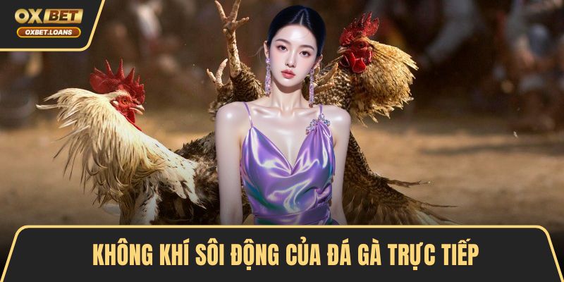Không khí sôi động của đá gà trực tiếp