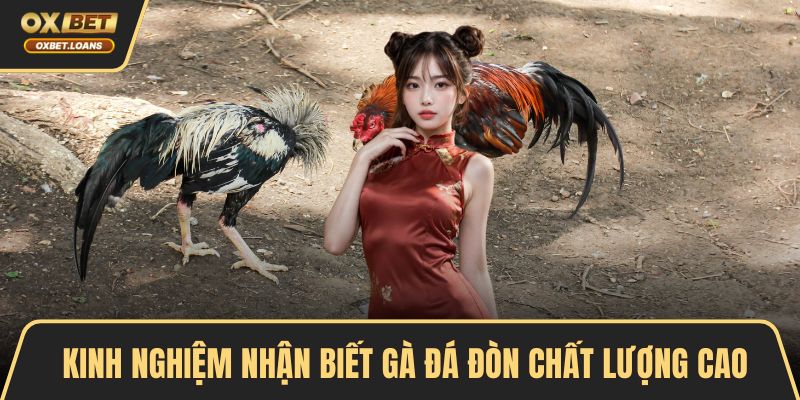 Kinh nghiệm nhận biết gà đá đòn chất lượng cao