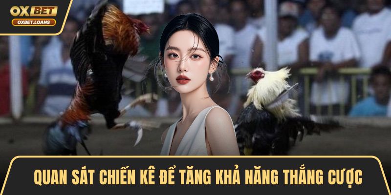 Quan sát chiến kê để tăng khả năng thắng cược