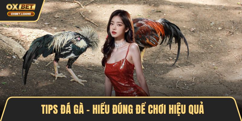 Tips đá gà – hiểu đúng để chơi hiệu quả