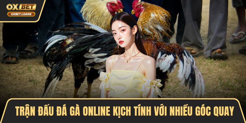 Trận đấu đá gà online kịch tính với nhiều góc quay