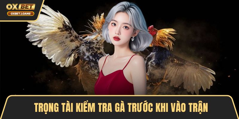 Trọng tài kiểm tra gà trước khi vào trận